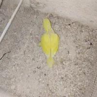 راهب زرد