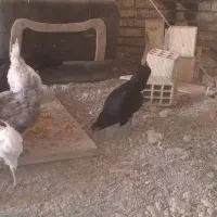 ۱۰عدد مرغ گلین تخم گذار