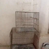 قفس