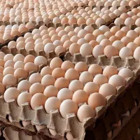 تخم مرغ محلی عمده و جزئی
