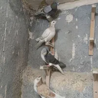 کفتر
