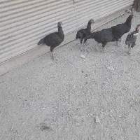 مرغ وخروس دورگه