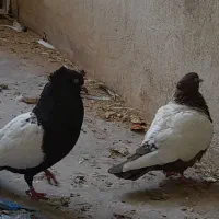 یک‌جفت‌کبوتر