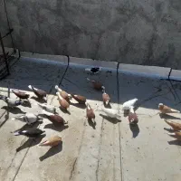 کبوتر عرب