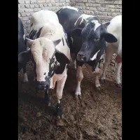 گاومخصوصا قربانی 2ساله