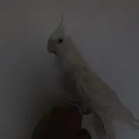آلبینو دستی