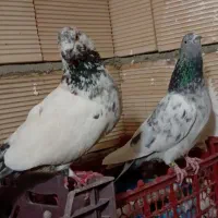۳ جفت کفتر پرشی دهنجور بشرط