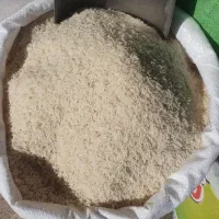 برنج هاشمی مغان و دره رود پارس آباد