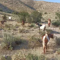 بز شیری