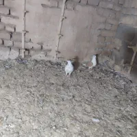 دوتا نر