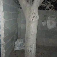 درخت توت. تنه. فروشی