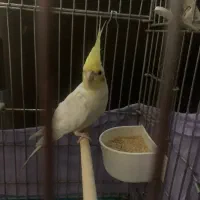 عروس هلندی جفت خورده