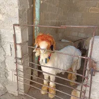 بره تخمی رگ دار