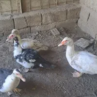 فروش اردک روسی