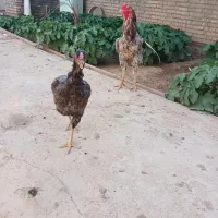 لاری