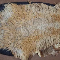 پوست تزئینی گوسفند