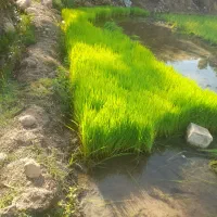 تولکی  شمشیری فروشی درجه یک بدون داخل