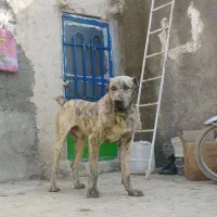 حیون دوسال پرحرص