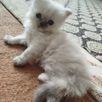 بچه گربه پرشین
