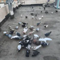 کفتر|پرنده|گلبهار, شهر جدید گلبهار|دیوار