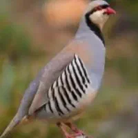 تخم نطفه دار ومولد یک ساله