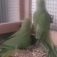پرن