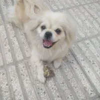 سگ نژاد پیکونوا پکینز