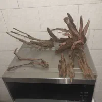 آبنوس
