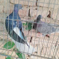 کفتر و کبوتر دم سفید مایدم