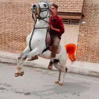 خرید و فروش اسب