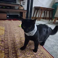 واگذاری دوگربه ماده یک ساله
