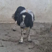 سگ اصیل قهدریجانی