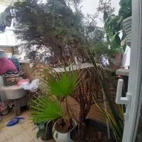 درخت کاج