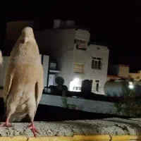 کله ای|پرنده|بندر گناوه, |دیوار