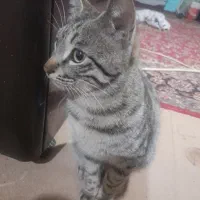 گربه خانگی|گربه|اسفراین, |دیوار