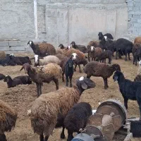 بره نر