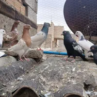 ۲۹ عدد سینه و کله پرشی