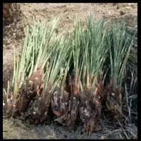 خوزستان شادگان
