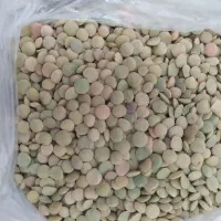 عدس ارگانیک بوجاری