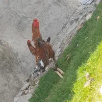 خروس لاری