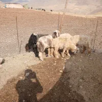 ۶راس بره نر سبک پای پروار