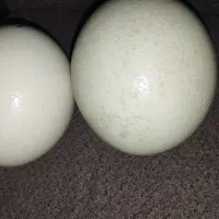 تخم شتر مرغ