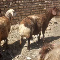 میش چاق