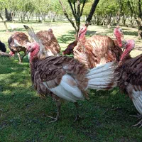 فروش تعدادی بوقلمون بوربون گوشتی