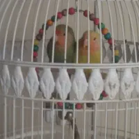 یک جفت طوطی برزیلی