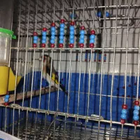 سهره جوجه قفس رام