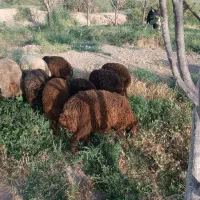بره جنس عالی مناسب پروار