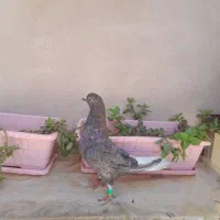 کفتر.کبوتر