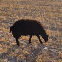 بره نر خانه داری درجه یک