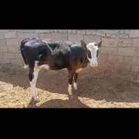 گوساله شیری ۵ماه هستش هلشتاین
